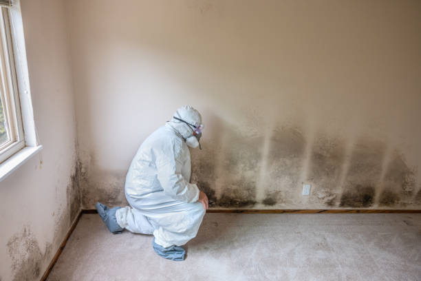 Best Black Mold Removal  in Milpitas, CA