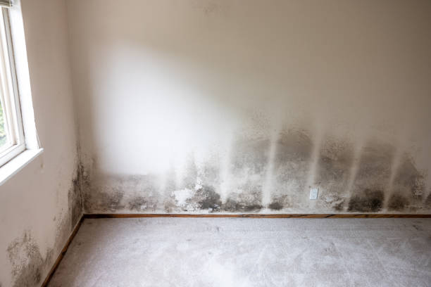 Best Water Damage & Mold Remediation  in Milpitas, CA